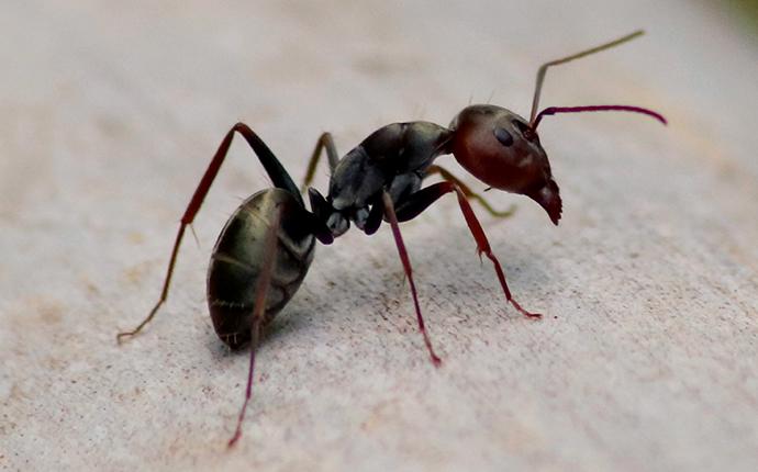 Picture of an ant